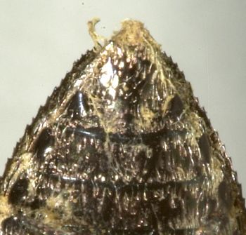 Media type: image;   Entomology 2701 Aspect: anal sclerite